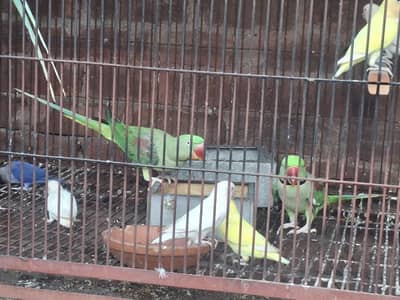 beautiful pets parrots