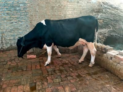 First Timer (Gabhan) Beautiful Cow
