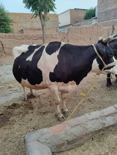 friezen cows ready