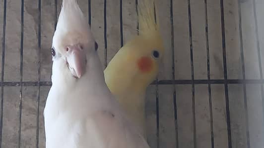 cocktail breeder pair