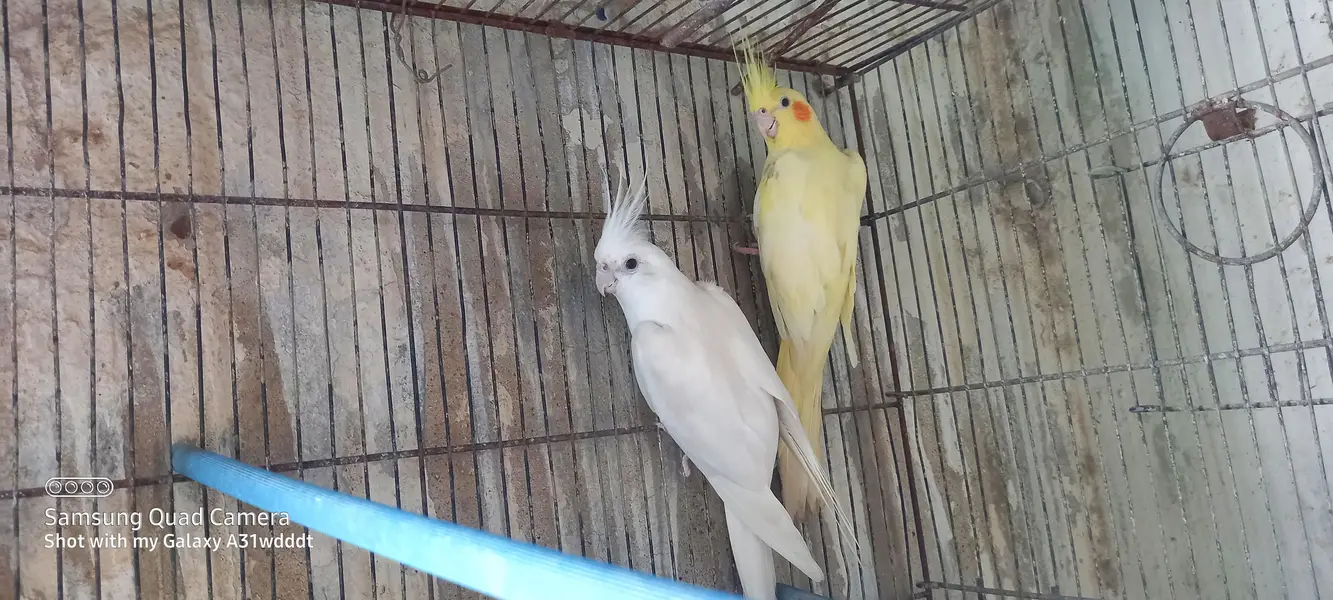 cocktail breeder pair — photo 2