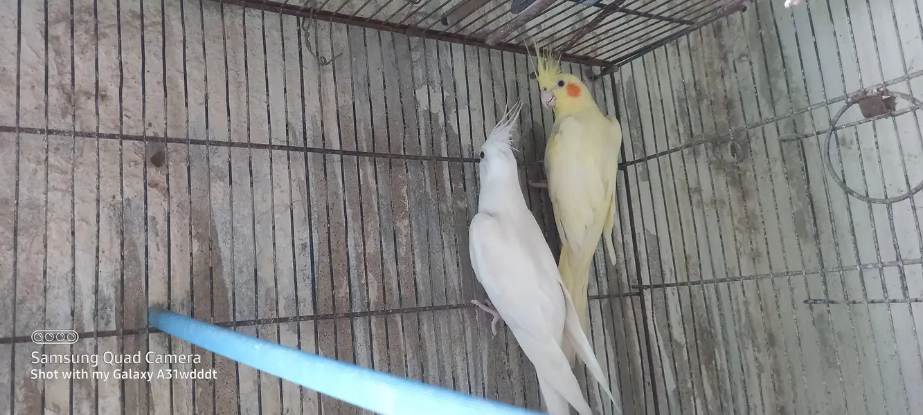 cocktail breeder pair — photo 3