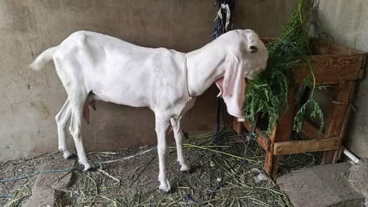 Bakra Or Bakri for sell 03182928365