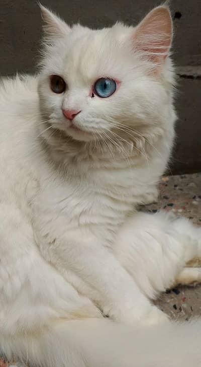 White double coat Persian cat