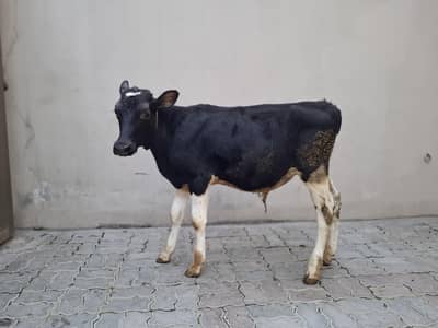 fresian cross bull for sale