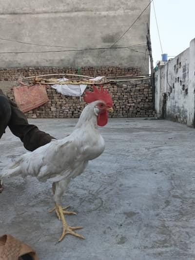Rooster / Murgha