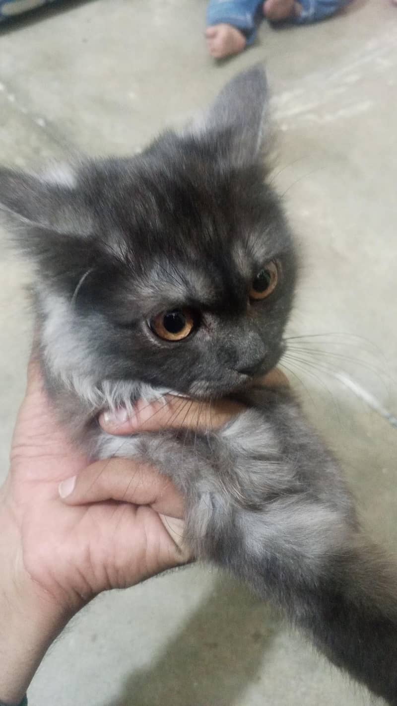 persion cat 0
