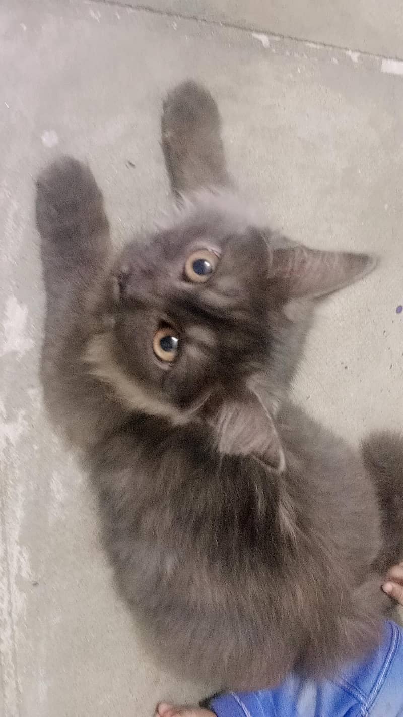 persion cat 1