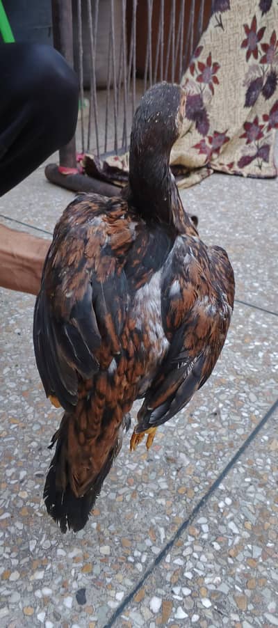 Lakha Aseel Female