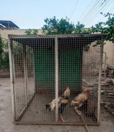 Hens Cage Urgent Sale