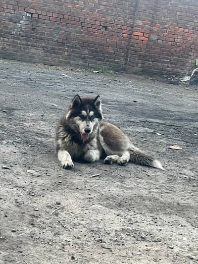 5 MONTH WOOLY COAT ODD EYE'S HUSKY FEMALE PAPY