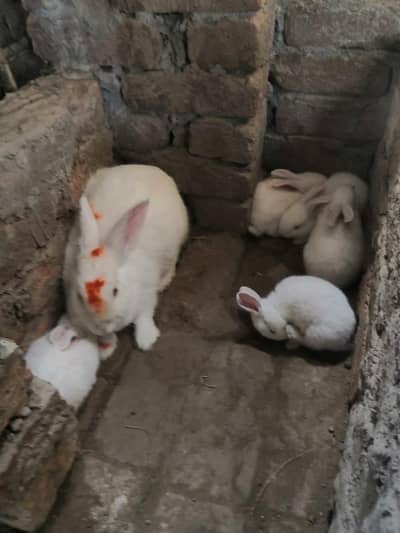 new Zealand white rabbit 