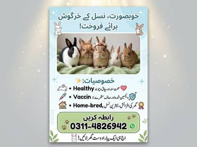 rabbit