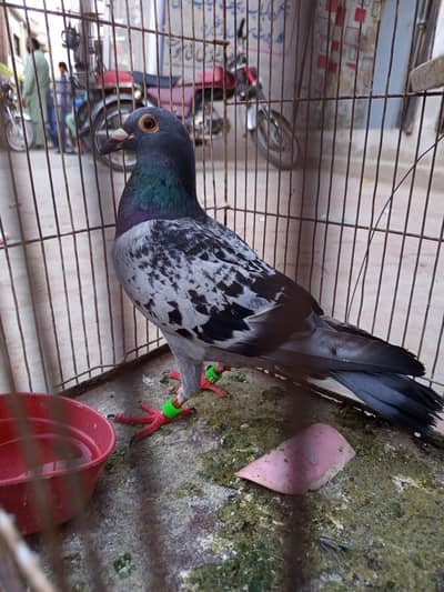 qasid male