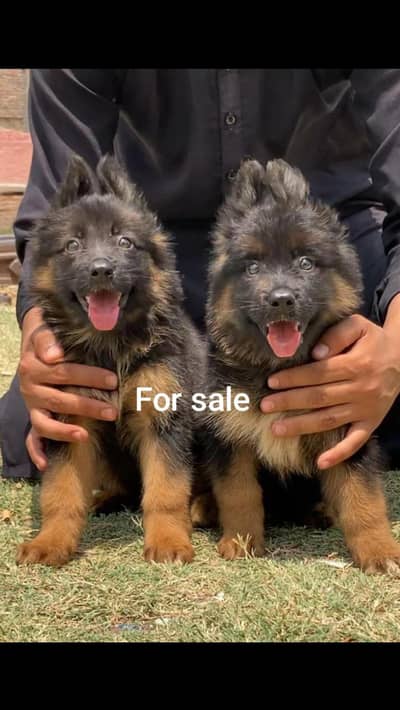 German Shepherd proper long course puppies available for sale