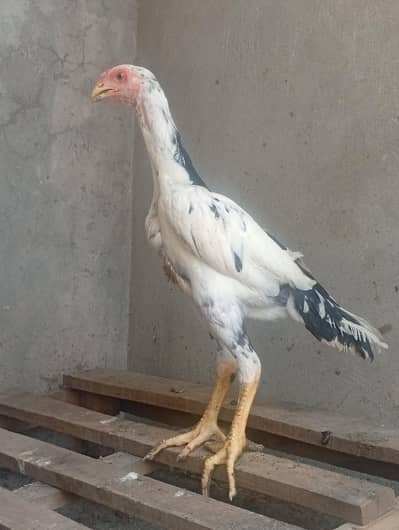 aseel shamo long hight for sale