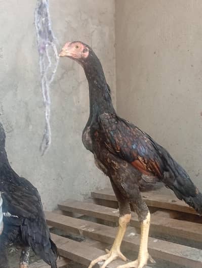 aseel shamo long hight for sale