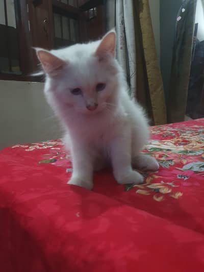 Persian kitten Pair White