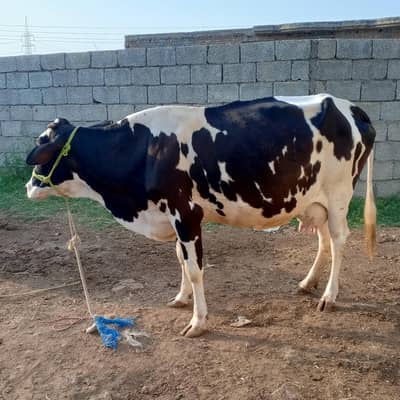 cow pure ferzion