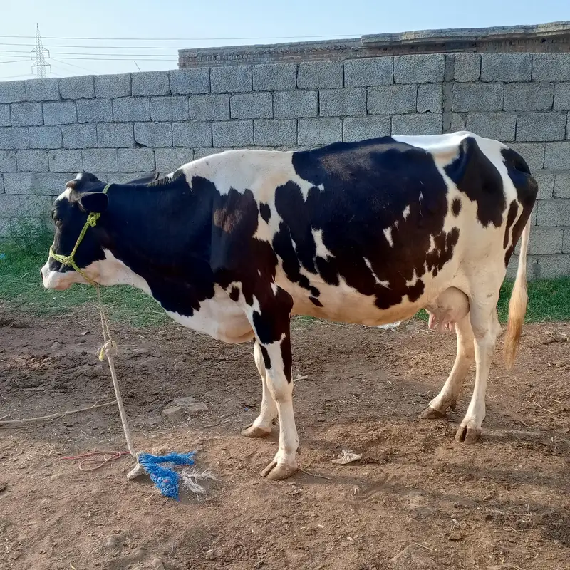 cow pure ferzion — photo 2