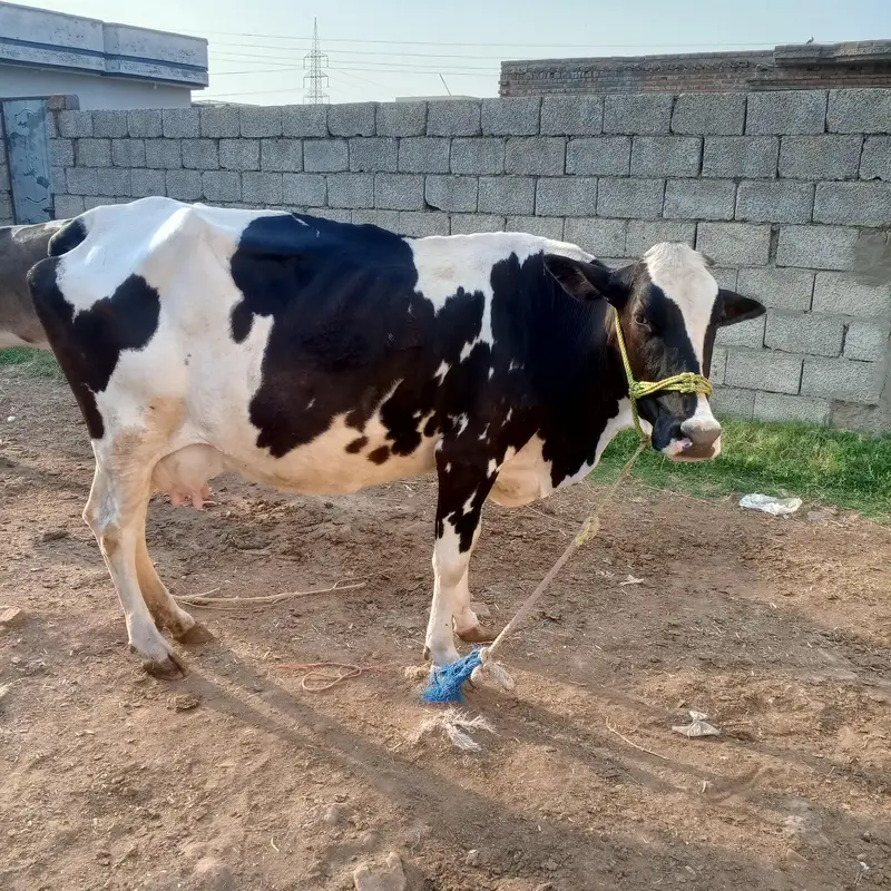 cow pure ferzion — photo 3