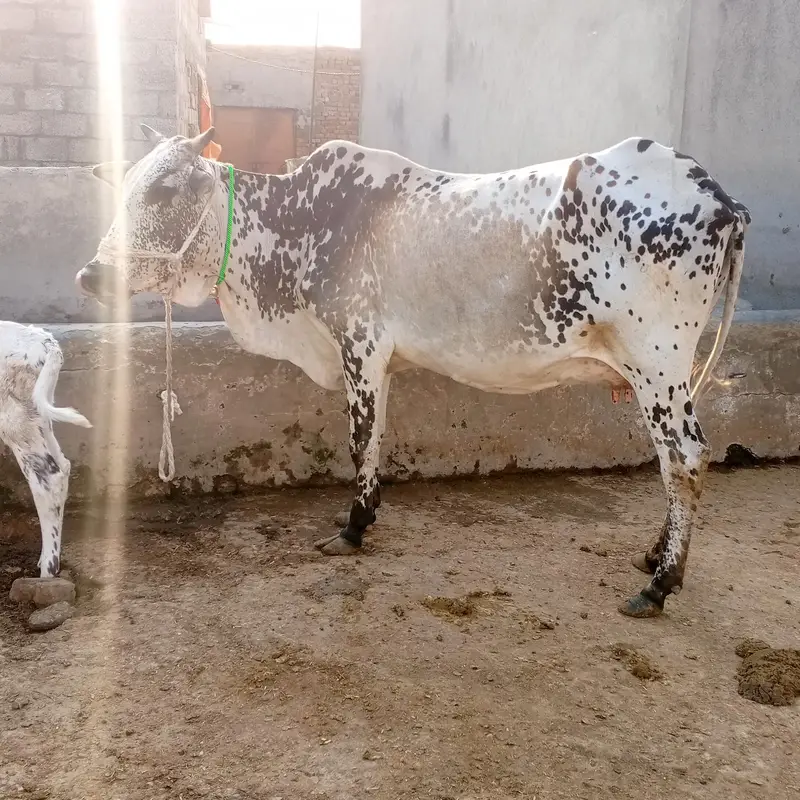 cow pure ferzion — photo 4