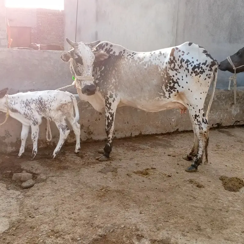 cow pure ferzion — photo 5