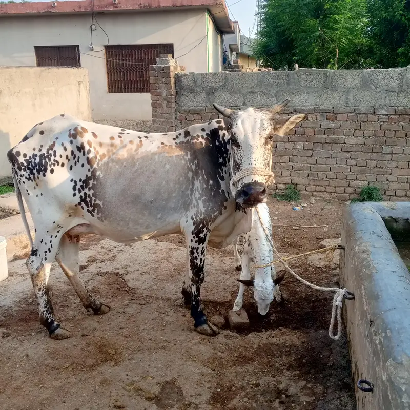 cow pure ferzion — photo 6