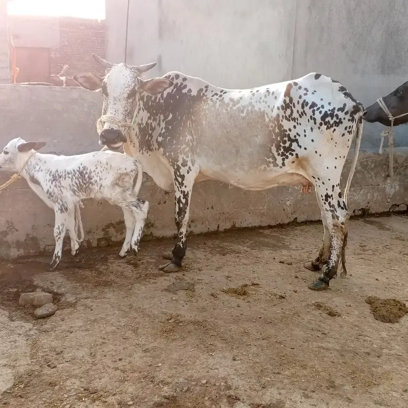 cow pure ferzion — photo 7
