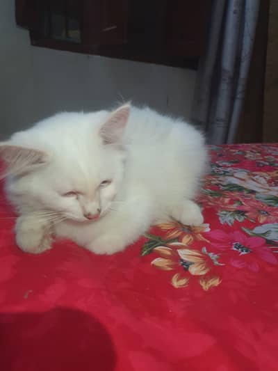 Persian kitten Pair White