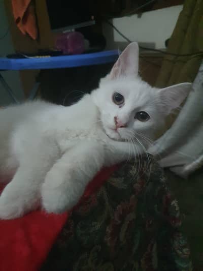 Persian kitten Pair White