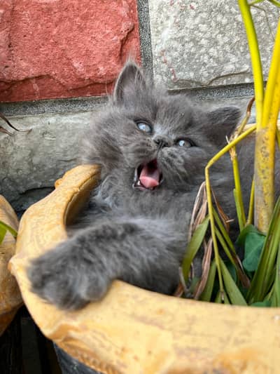 pure Persian kittens available different colours and qualities