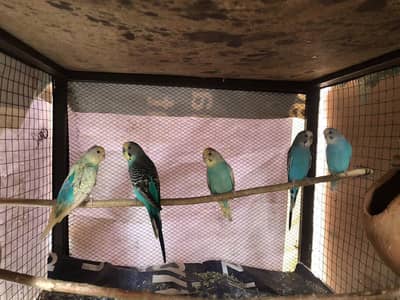 adult budgies