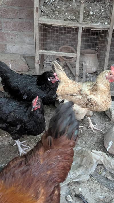 Desi Murga And Egg Lying Hens For Sale Ghar Ka Pala howa ha