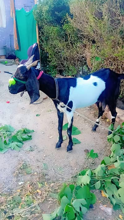 bakri for sel karna hai