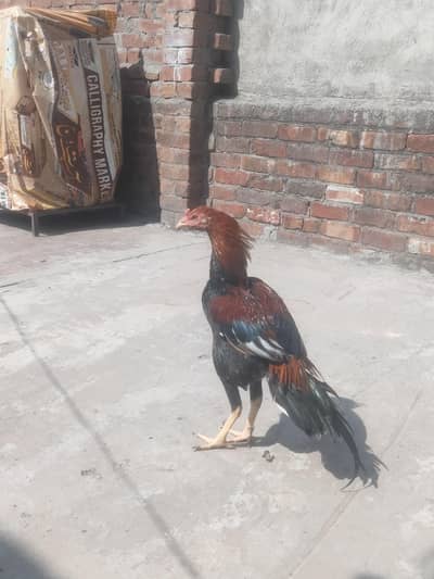 Pakistan aseel patha for sale