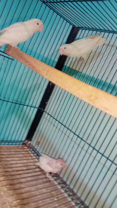 LOVE BIRDS FOR SALE