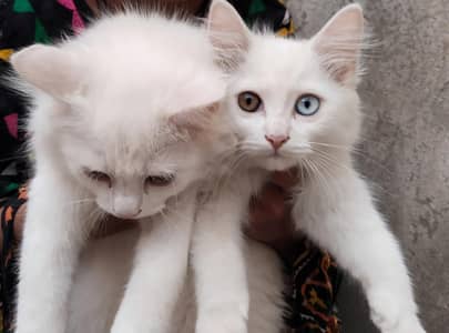 parsian cats pair