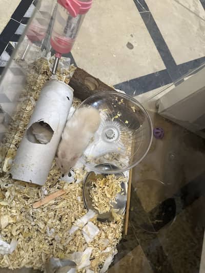 Female hamster 5 months old