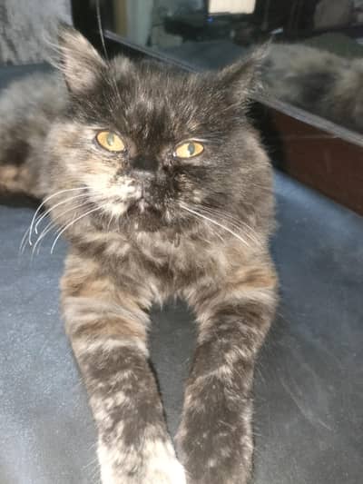 Beautiful Male Persian Cat