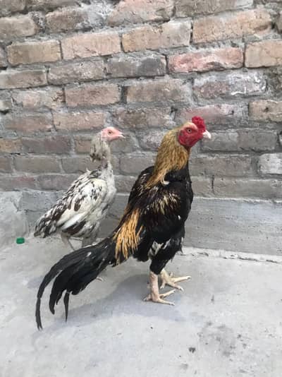 murga and murgii