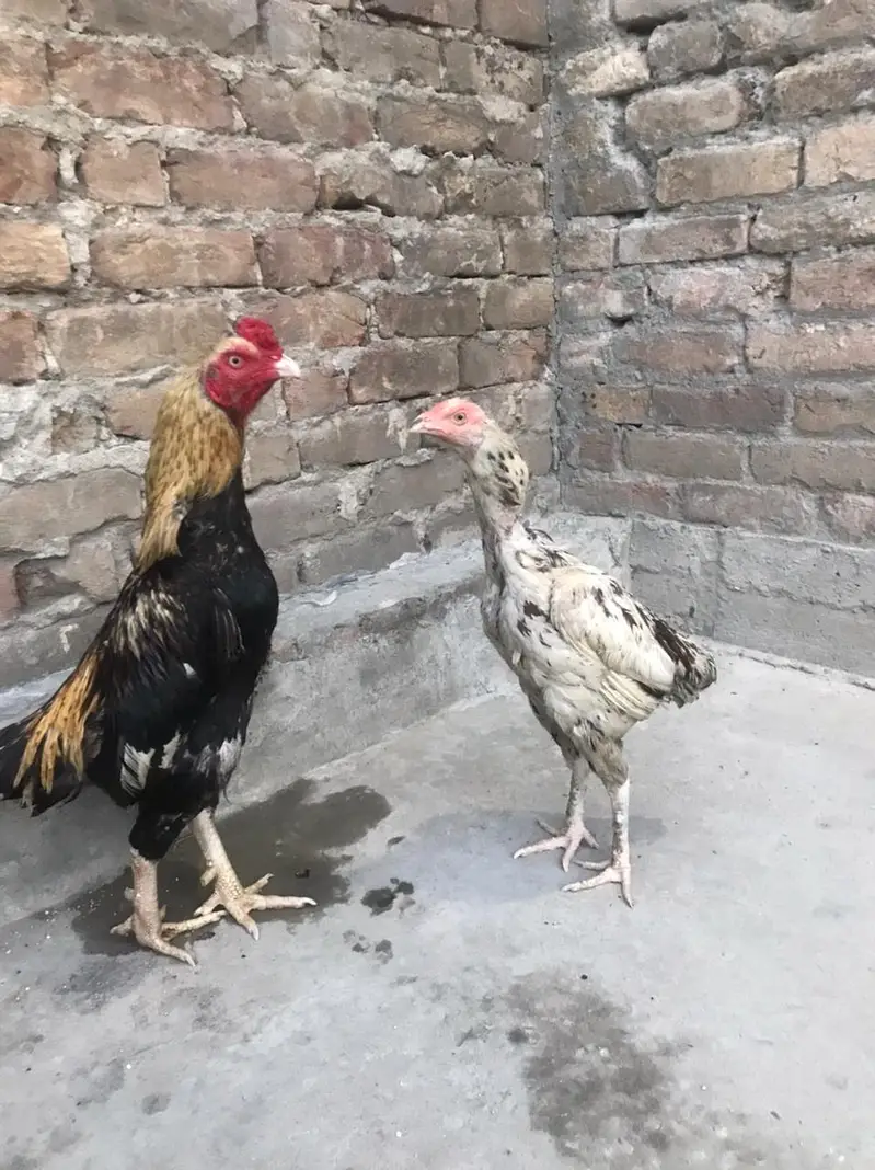 murga and murgii — photo 2