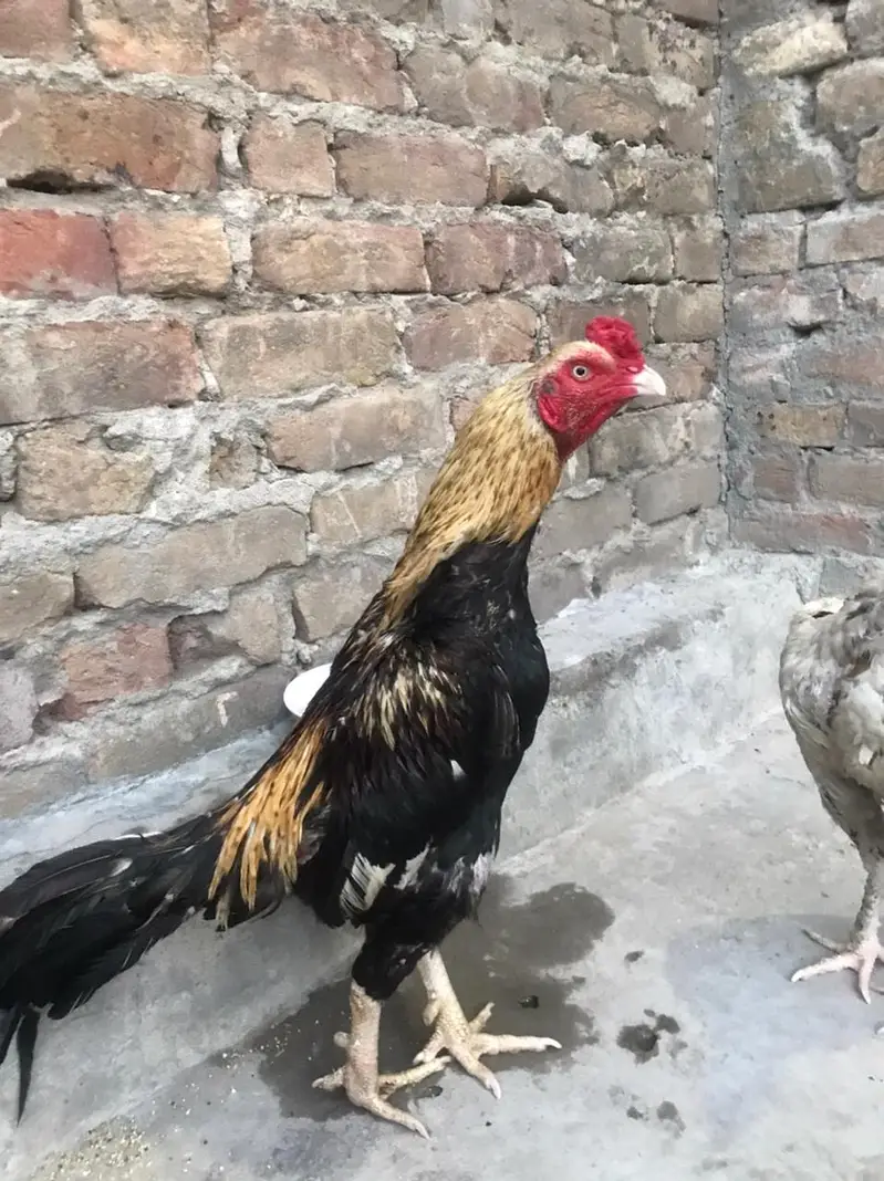 murga and murgii — photo 3