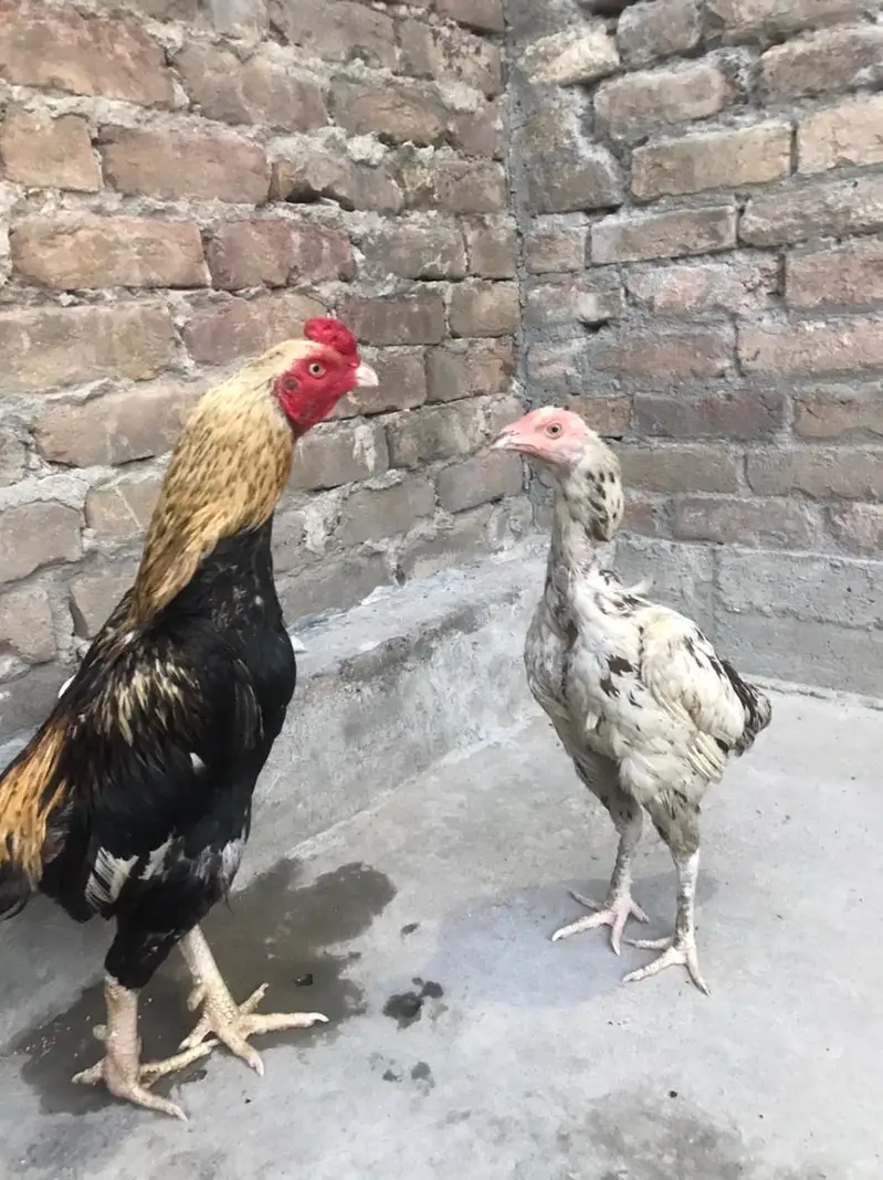 murga and murgii — photo 4