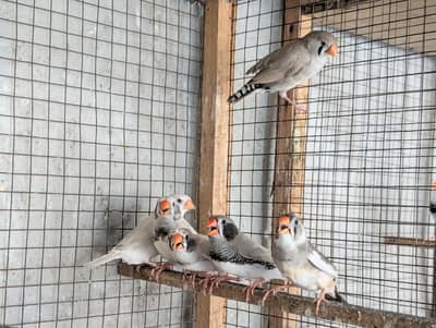 Zebra Finches Breeder Pairs