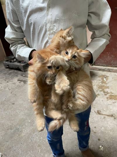 Full Active amd Healthy kittens