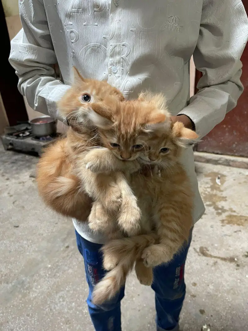 Full Active amd Healthy kittens — photo 2