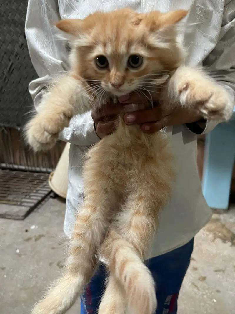 Full Active amd Healthy kittens — photo 3