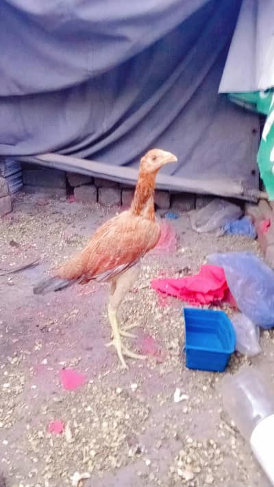 Pure Aseel peeli female