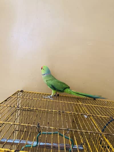 Ring neck
